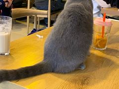 -平行世界·猫咖(首经贸店)