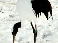 -钏路市丹顶鹤自然公园