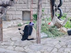 景点-北京动物园