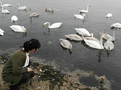 -烟墩角天鹅湖