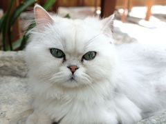 -喵屿·大理花园猫咖