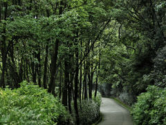 -东莞市大岭山森林公园