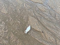 -椰风寨