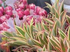 -循礼门鲜花花市(武汉循礼门店)