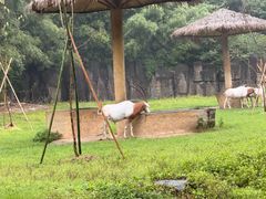 -杭州野生动物世界
