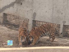 -石家庄市动物园