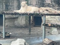 -成都动物园