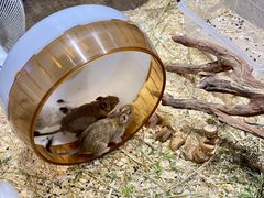 -酷以爬仙阁实体爬宠店·守宫·蜥蜴·专业繁育