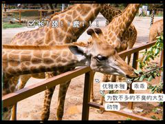 -深圳野生动物园