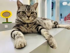 -糯米喵星人·撸猫猫舍咖啡馆(西市场嘉华店)