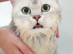 -momokira米努特·德文卷毛猫·棉花面纱犬