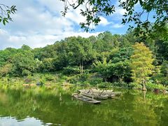 -深圳仙湖植物园