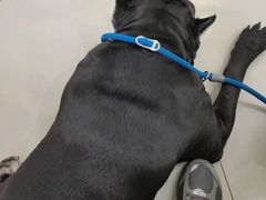 -派美特宠物医院·核磁CT·骨科肿瘤·疑难转诊(沈农禾丰店)