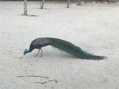 -巴拉湾海滩