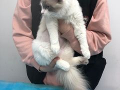 -北京观赏动物医院·24小时大型综合·猫专科·异宠专科