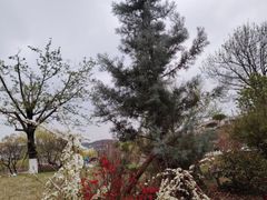 -羊山湖公园