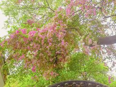 -深圳国际园林花卉博览园