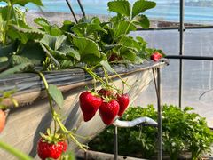 -甜心庄园·甜心草莓采摘园(西青中北店)