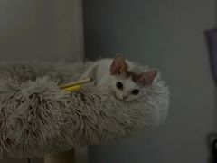 -山宅一喵德文卷毛猫舍
