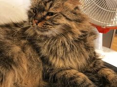 -Cappucimeow猫咪咖啡馆(韦伯时代店)