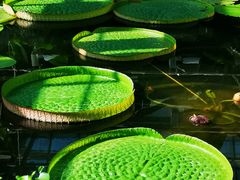 -国家植物园南园