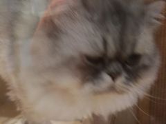 -藦茜花园宠物主题亲子互动体验馆(国顺东路店)