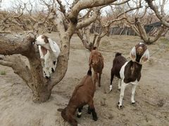 -新疆天山野生动物园
