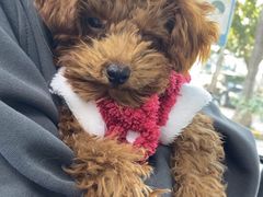 -博特宠物医院24h犬猫全科.骨科·异宠