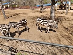 -石家庄市动物园