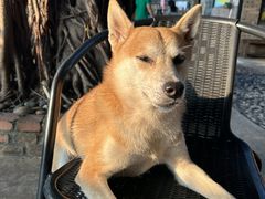 -柴犬高等学院·狗咖·柴犬售卖·宠物训练