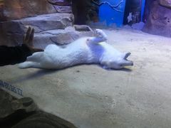 -芜湖新华联大白鲸海洋公园