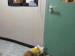 -半岛宠物医院24小时·内窥镜·牙科·碎石中心(府城大道店)