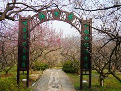 -香雪海