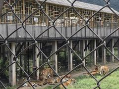 -横道河子东北虎林园