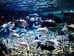 -成都浩海立方海洋公园