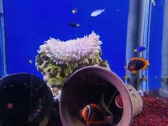 -海合安武汉极地海洋公园