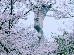 -武汉大学-樱园