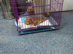 -A猫a狗全科·犬猫异宠·芥西宠物医院(南开总院)