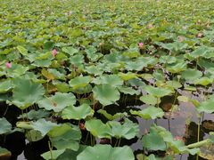 -羊亭河湿地公园