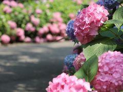 -上海滨江森林公园