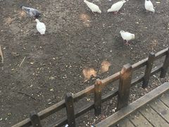 -西湖游船