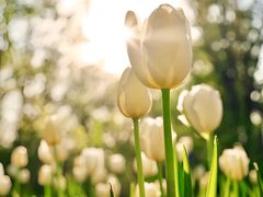 -北京国际鲜花港
