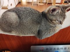 -楼上猫咖(罗湖店)
