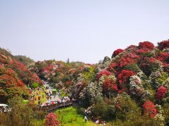 -贵州百里杜鹃风景名胜区