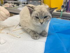 -美联众合动物医院·24h京西诊疗中心