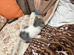 -伟伟宠物医院·CT影像中心·瑞派犬猫综合性门诊(汉口总院)