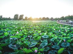 -羊亭河湿地公园