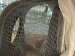 -艾贝尔宠物医院 ·中兽医·宠保定点(北门桥店)