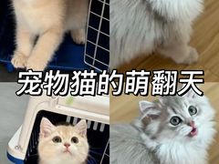-猫十亿·布偶金渐层·曼基康矮脚猫舍(青年路店)