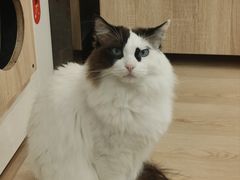 -有喵·猫咖·狗咖·30几只猫10只小狗(岗厦店)